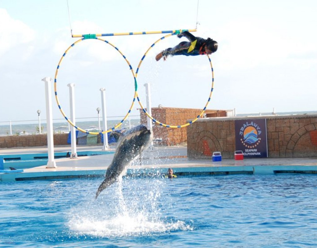 DOLPHIN SHOW