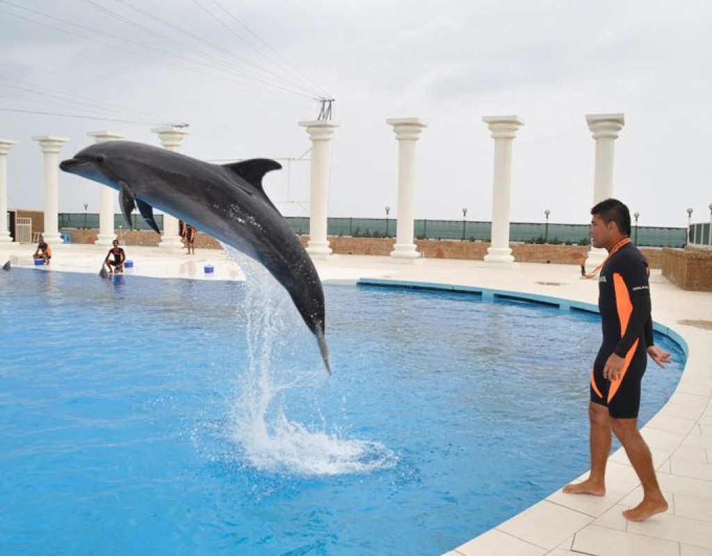 DOLPHIN SHOW