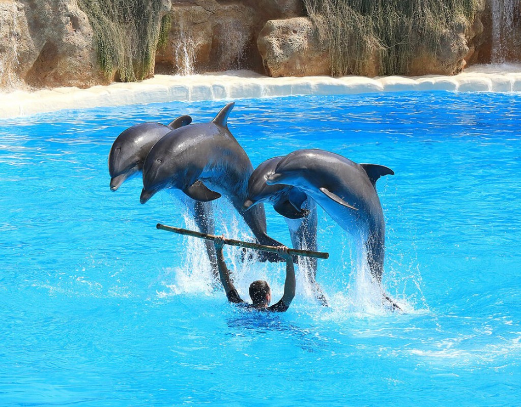 DOLPHIN SHOW
